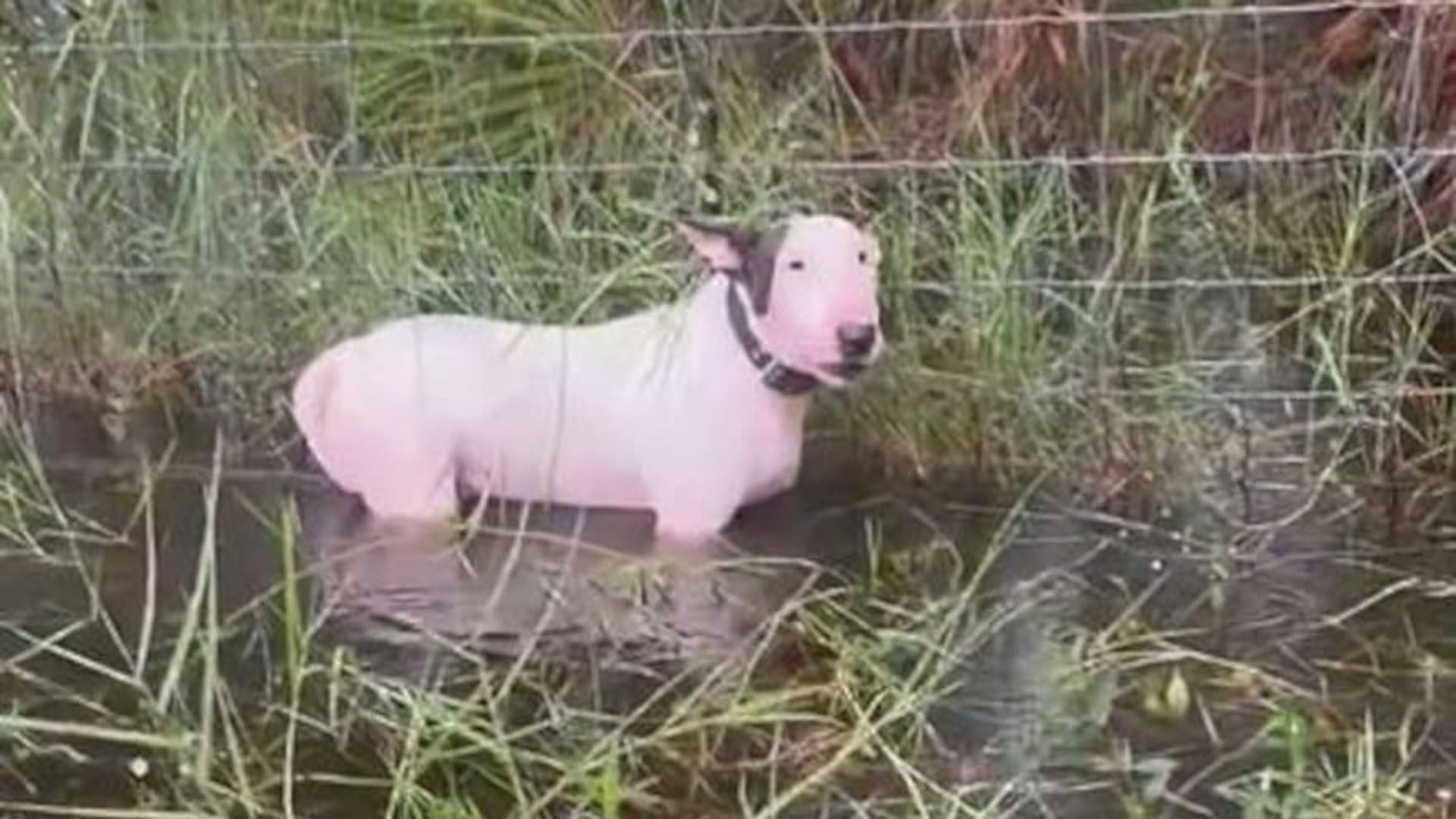 Dueño de perro abandonado durante huracán enfrentará cargos por crueldad animal: ¡Justicia para Trooper!