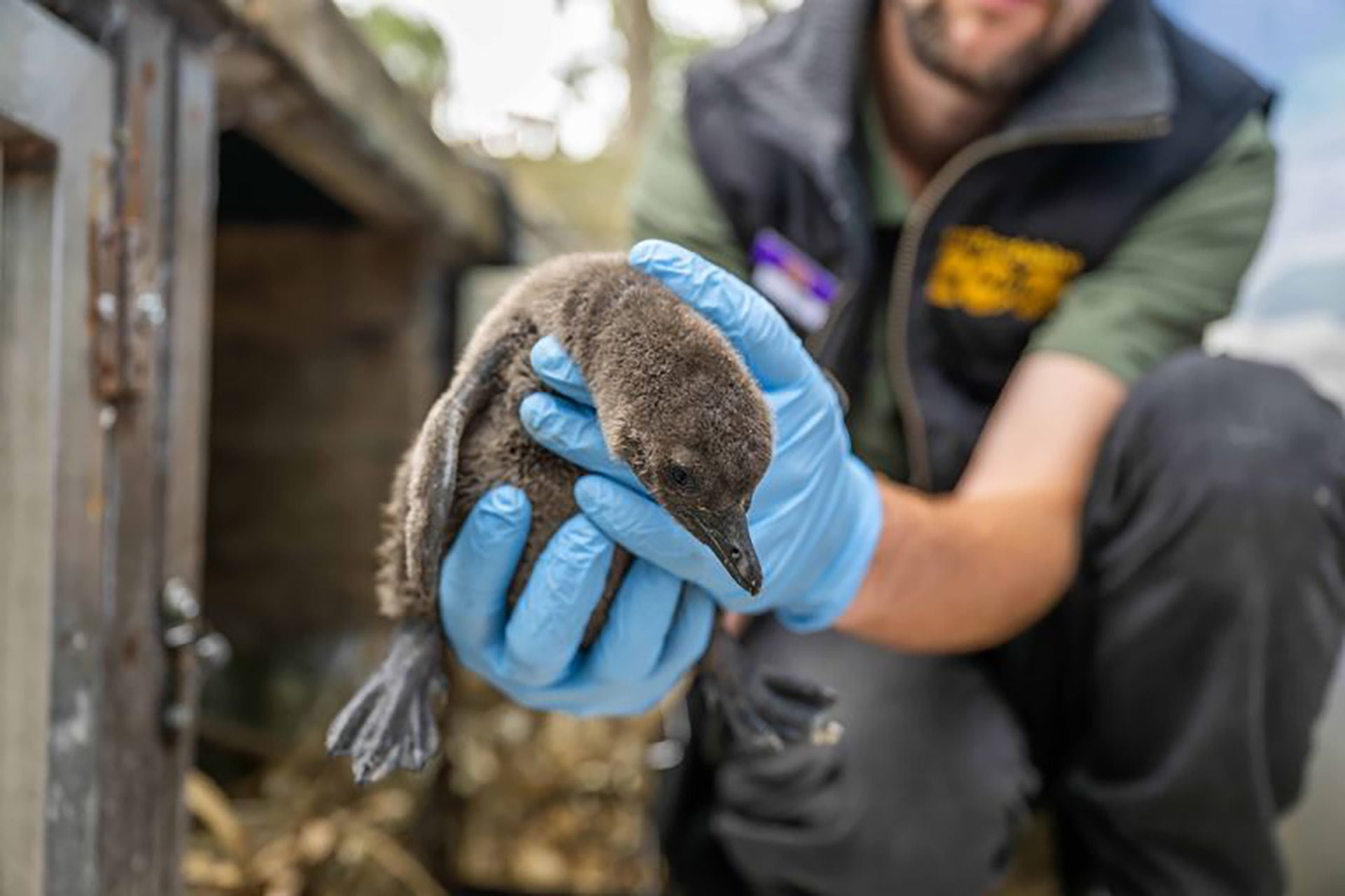 La esperanza de los pingüinos africanos en peligro de extinción