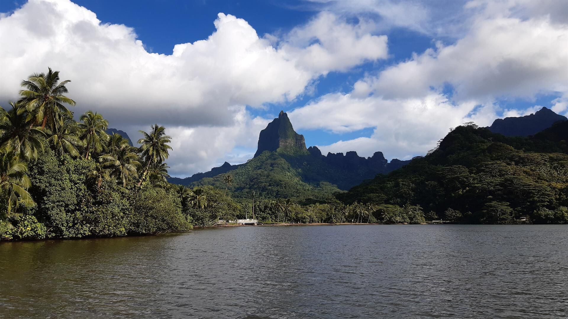 Las islas albergan el 31% de las plantas del mundo