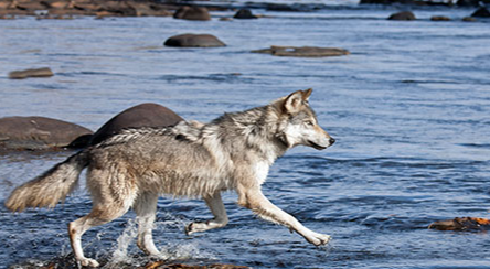 Lobos Cambian el Curso de los Ríos