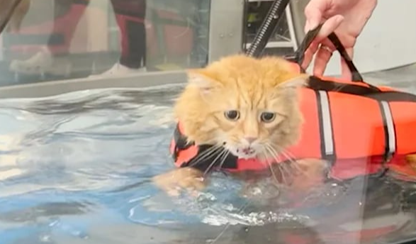 Un Gato Que Lucha Contra la Obesidad