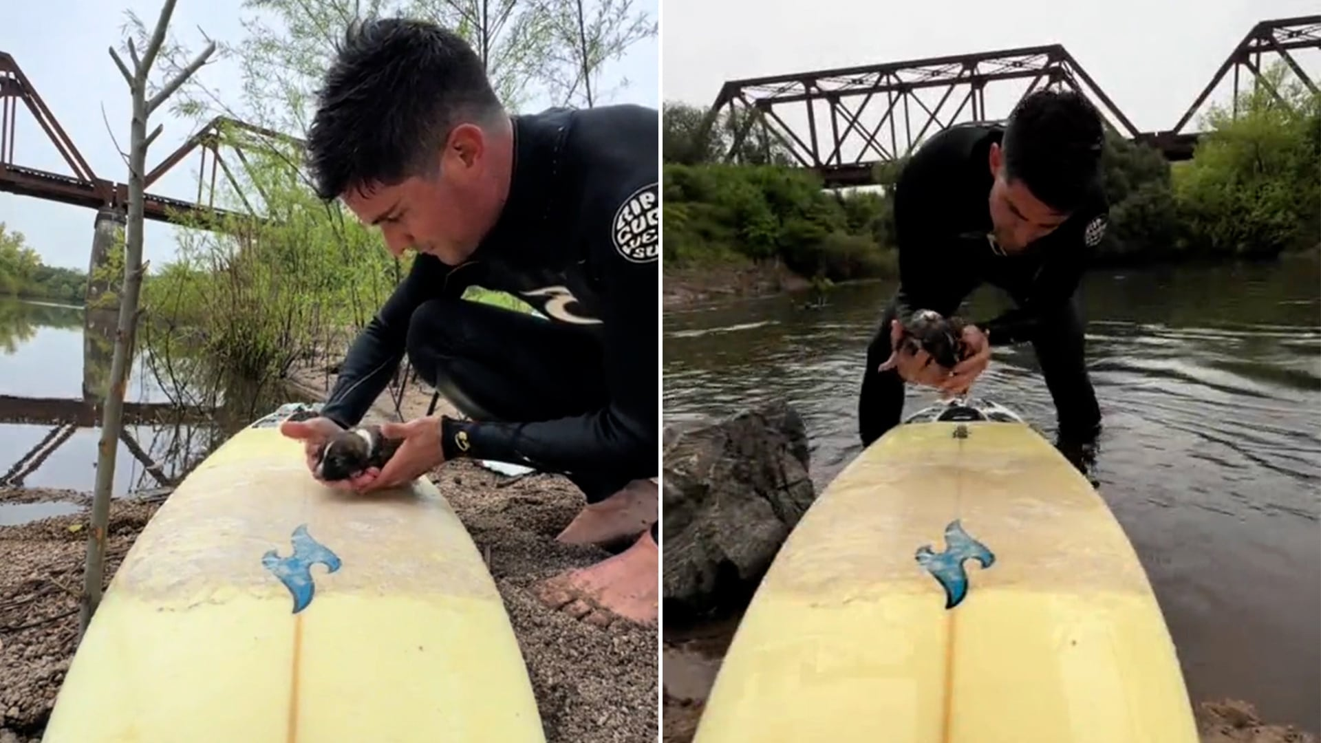 Surfista Encuentra Cachorritos Abandonados en el Río