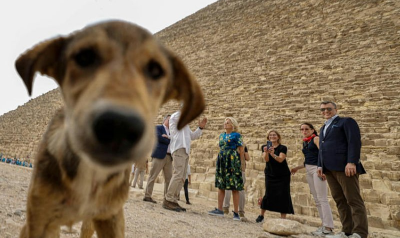 Apollo: El perro que desafió las alturas de las pirámides de Giza