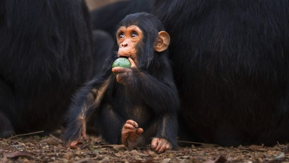 Animales que beben y se Embriagan sin remordimientos