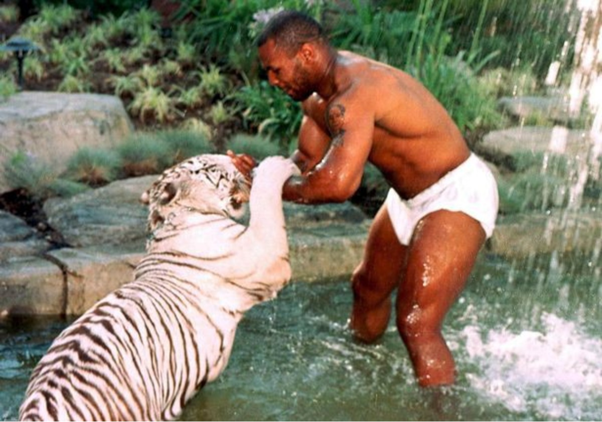 ¿Entrenamiento Extremo? Mike Tyson Lucha contra sus Tigres de Bengala