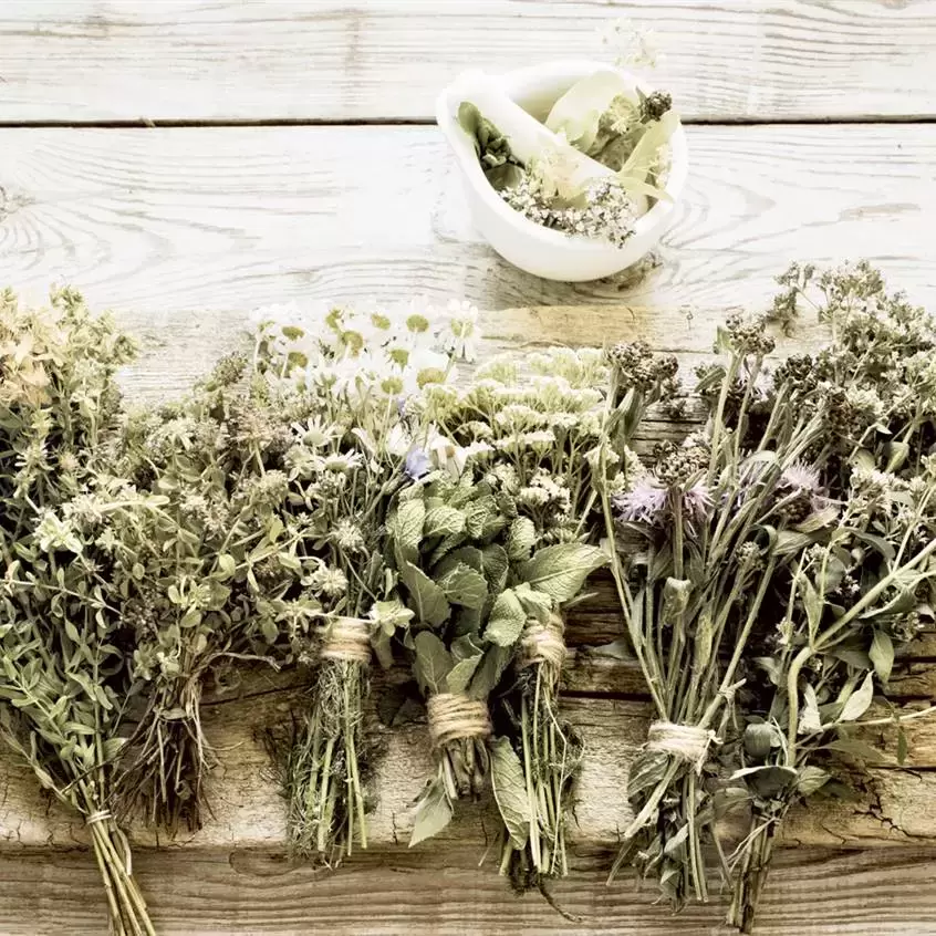 Descubriendo el Tesoro Oculto de las Plantas Medicinales