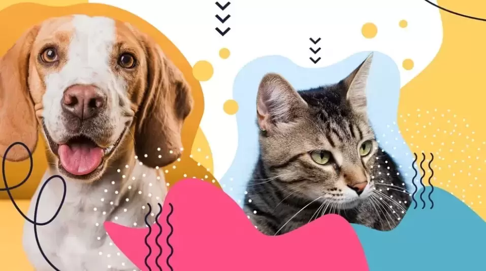 Gran Jornada de Adopción de Animales de Compañía en Bogotá: Una Oportunidad para Cambiar Vidas