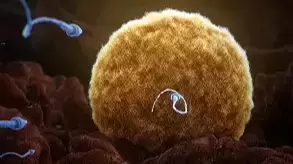 Spermbot: La esperanza para la infertilidad masculina y la fecundación in vitro