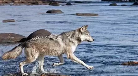 Lobos Cambian el Curso de los Ríos
