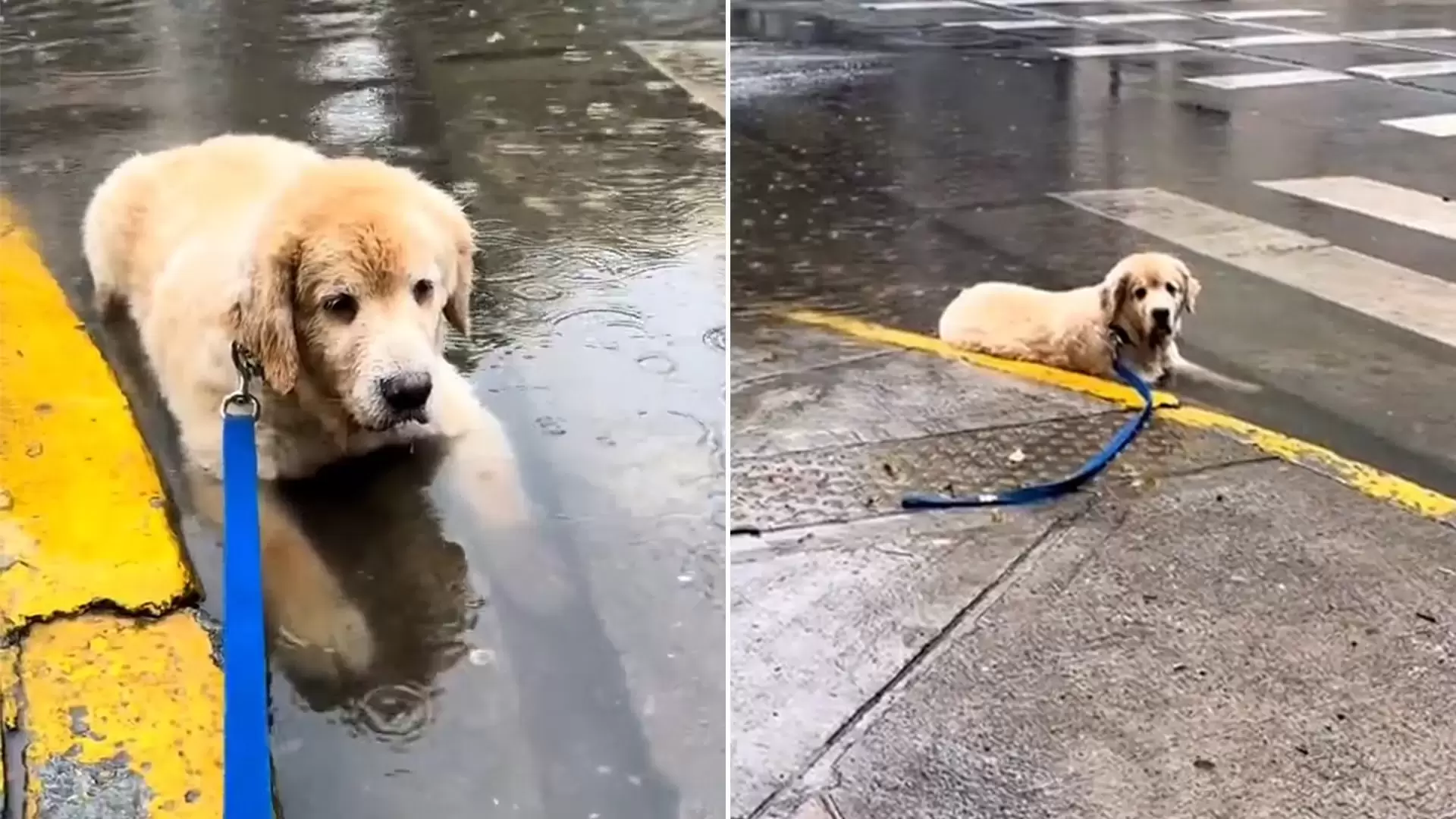 Oso, el perro viral que convirtió un charco en su propia “pileta” y conquistó las redes con su amor por el agua. ¡Descubre sus travesuras acuáticas!