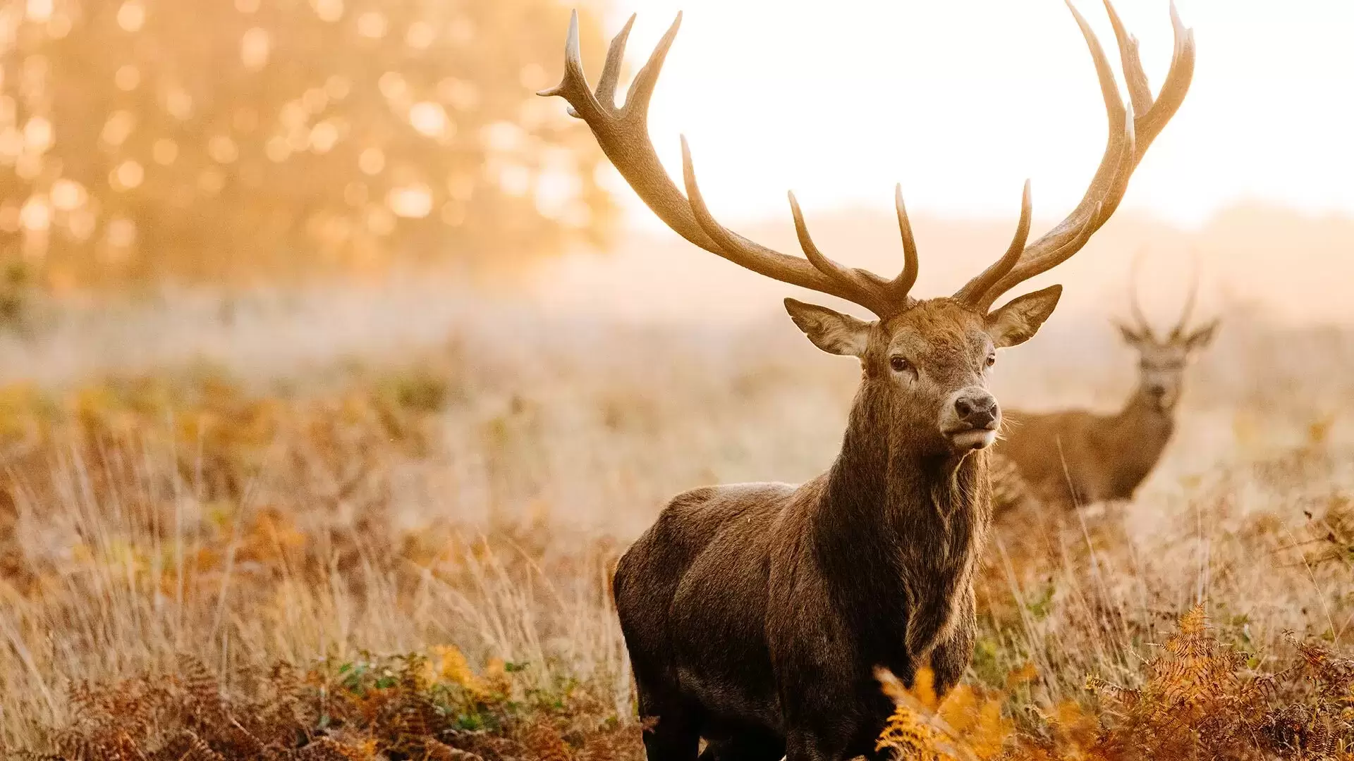 Descubre por qué algunos animales eligen la soledad al envejecer