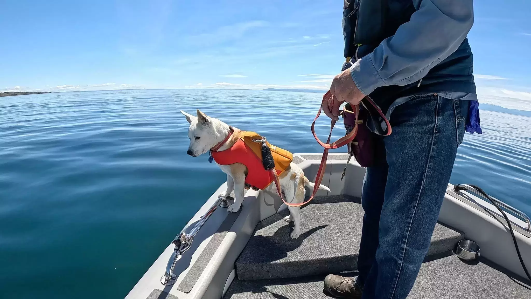 Eba: La Perrita que Revoluciona la Conservación de Especies en Peligro